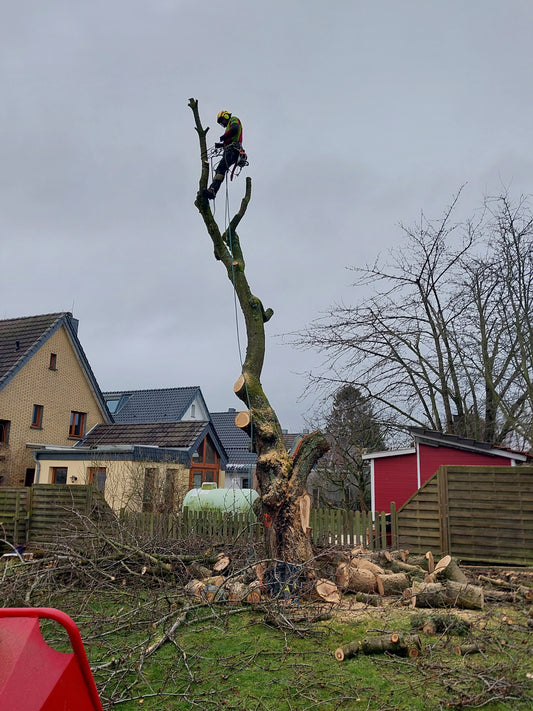 Baumfällung und Baumpflege