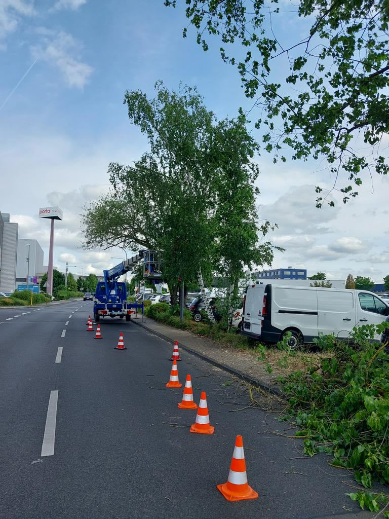 Baumfällung
