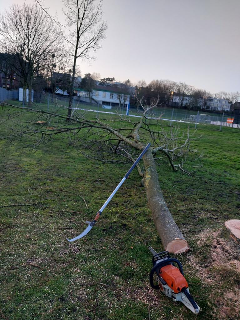 Baumfällung