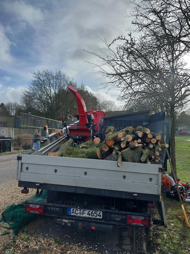 Baumfällung
