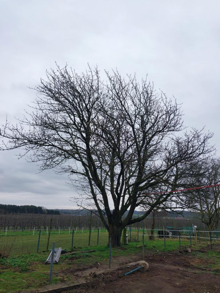 Baumfällung