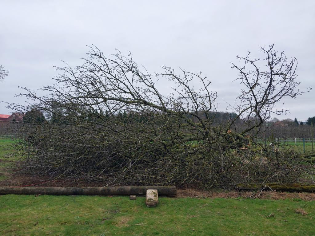 Baumfällung