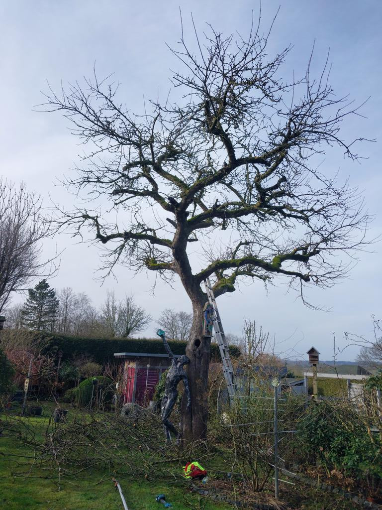 Baumpflege