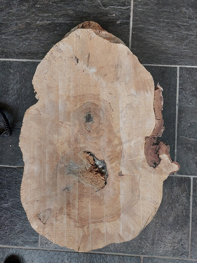 Baumscheibe Birke, Exemplar 302