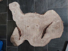 Baumscheibe Pappel, Exemplar 266