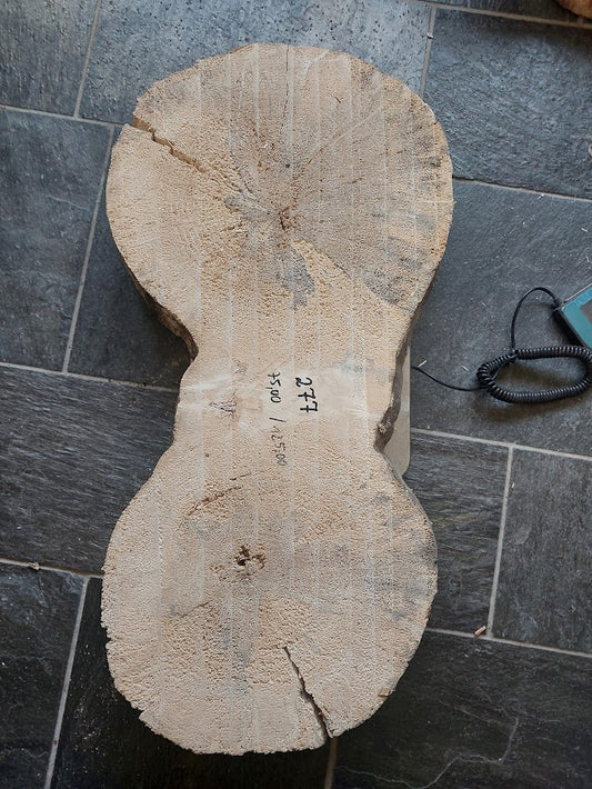 Baumscheibe Pappel, Exemplar 277