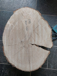 Baumscheibe Eiche, Exemplar 292