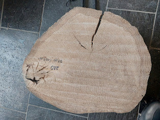 Baumscheibe Eiche, Exemplar 280