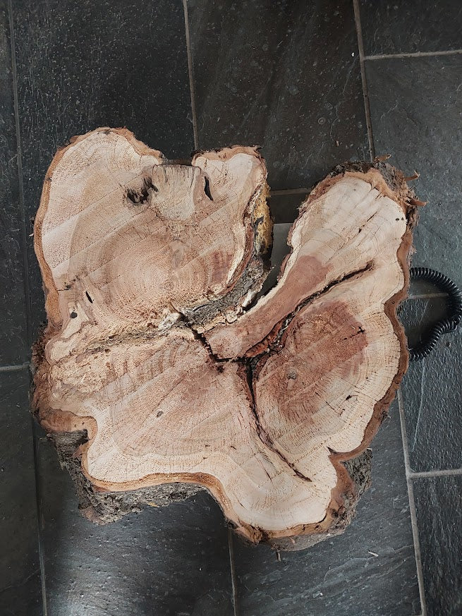 Baumscheibe Kirsche, Exemplar 288