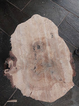 Baumscheibe Birke, Exemplar 299