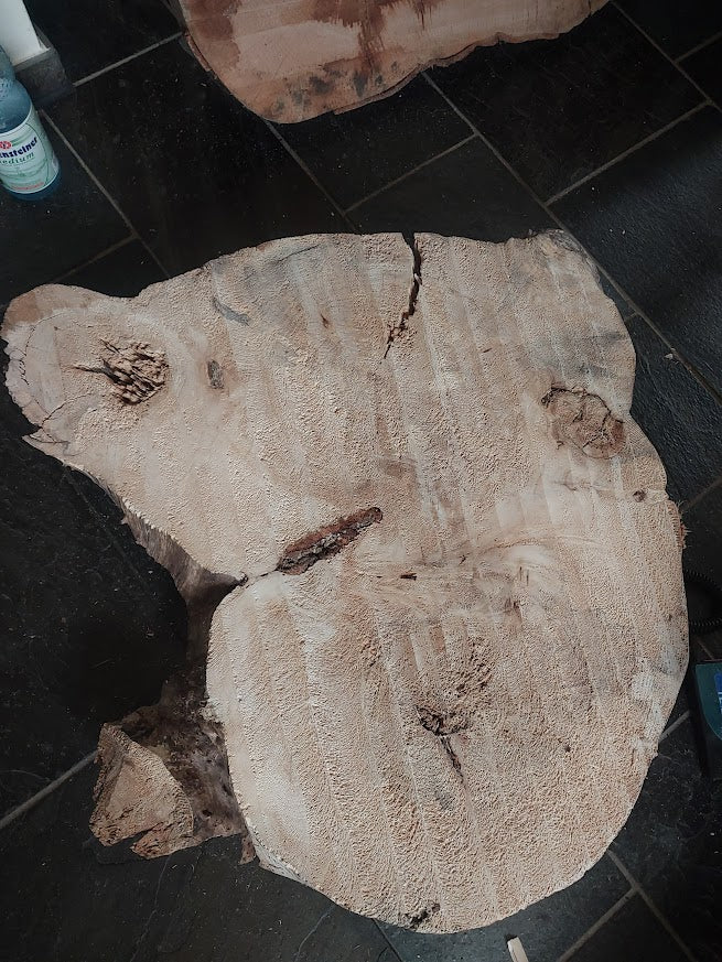 Baumscheibe Pappel, Exemplar 265