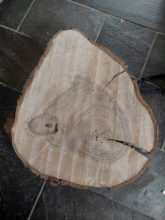 Baumscheibe Nussbaum, Exemplar 303