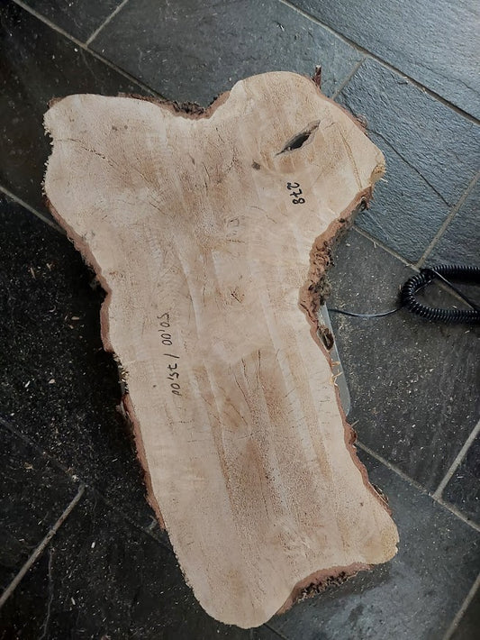 Baumscheibe Birke, Exemplar 278