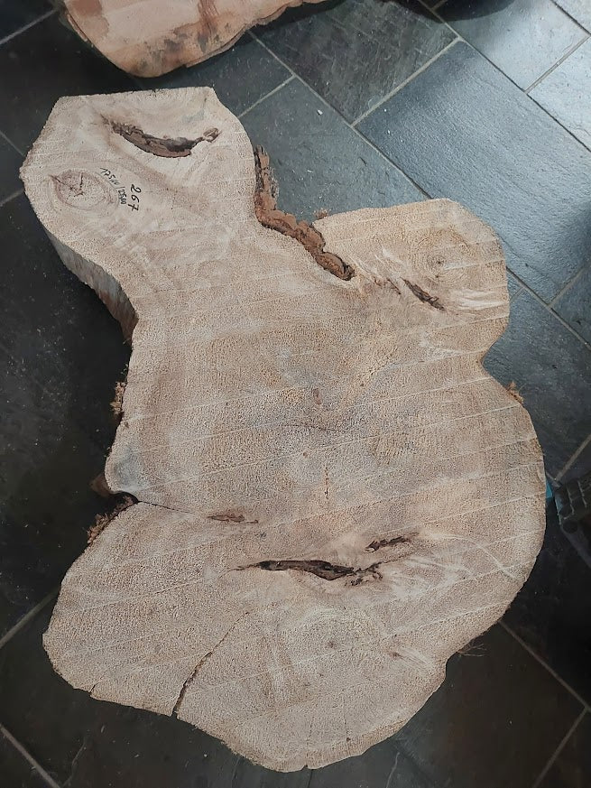 Baumscheibe Pappel, Exemplar 267