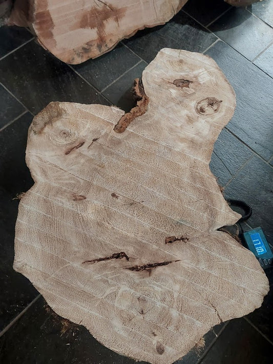 Baumscheibe Pappel, Exemplar 268
