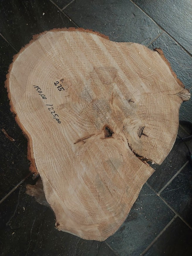 Baumscheibe Linde Exemplar 275 – Originalfoto Detail