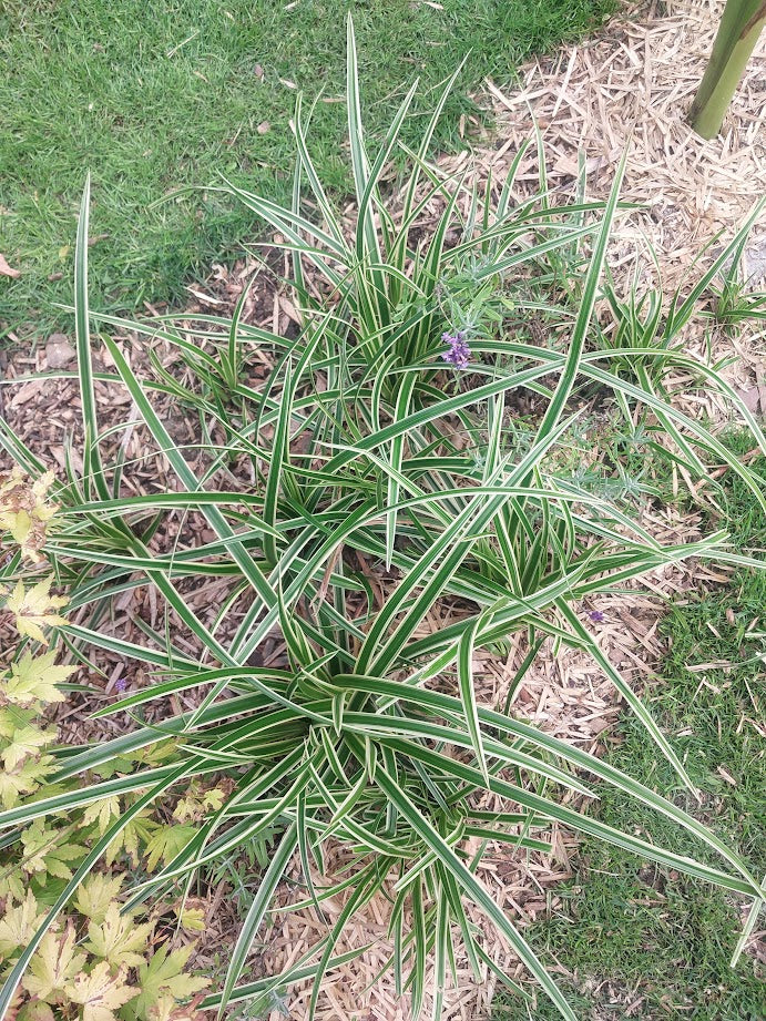 Gartengestaltung