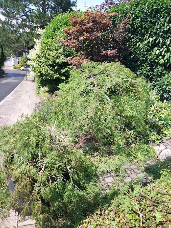 Baumpflege