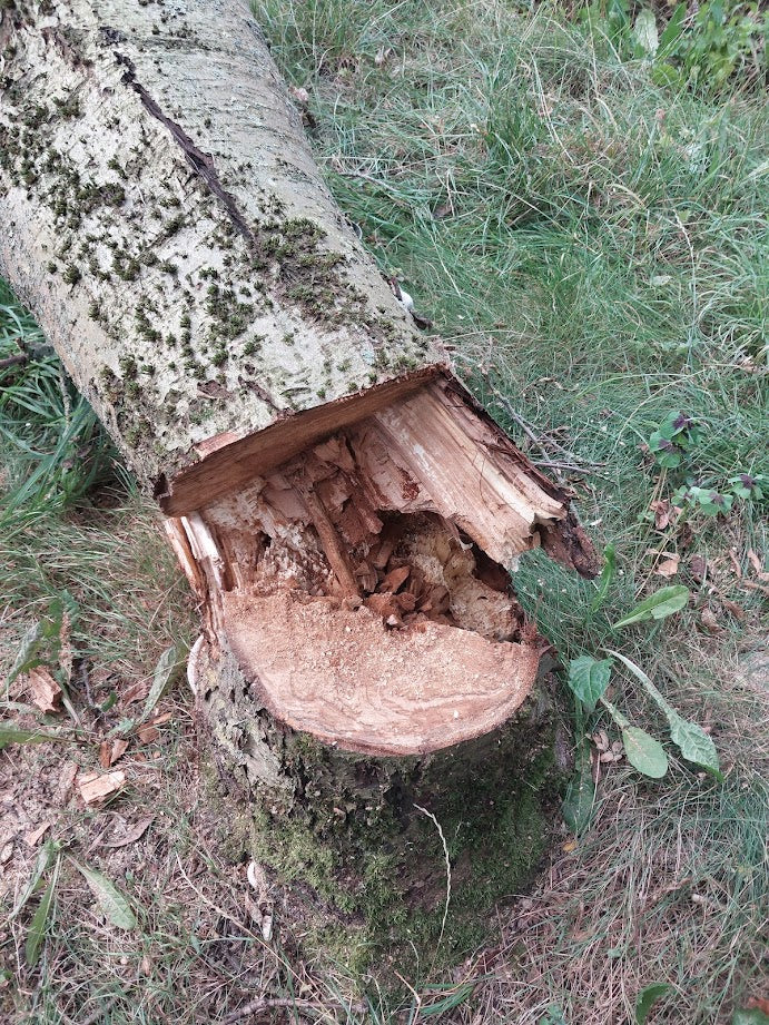 Baumfällung