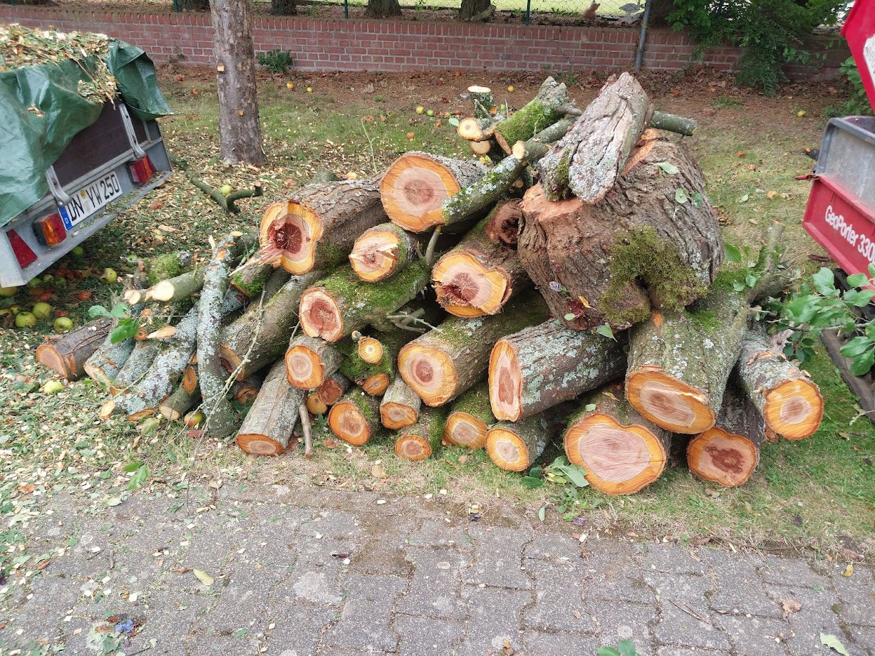 Baumfällung