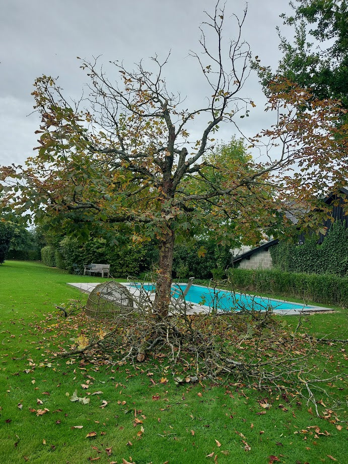 Baumpflege