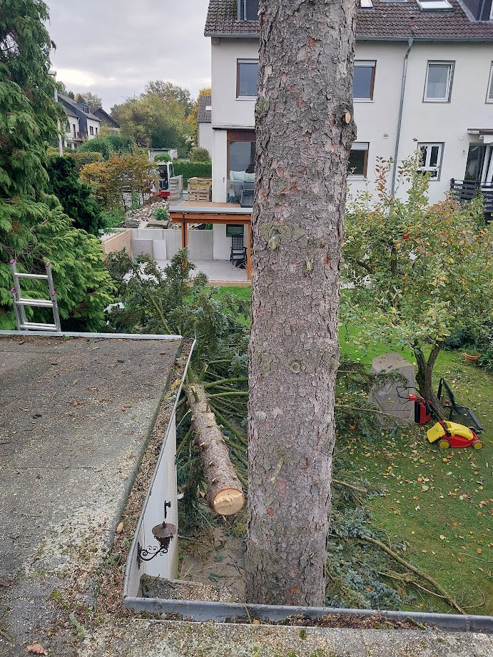 Baumfällung