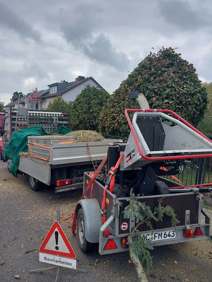 Baumfällung
