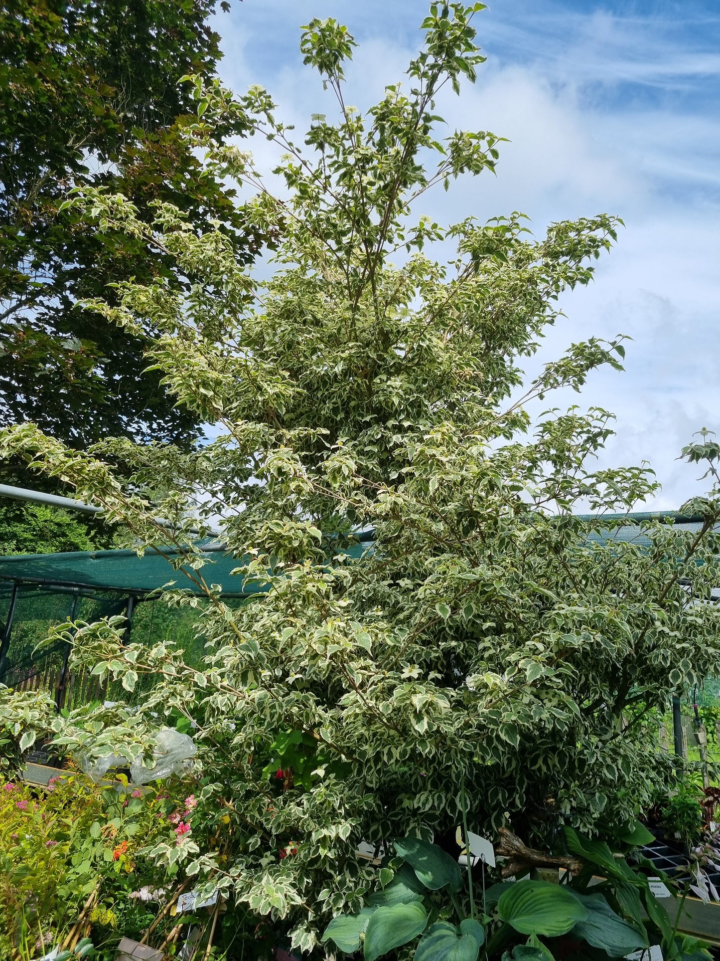 Cornus kousa 'Melanie' absolute Rarität! extrem selten - Vorbestellung 25-50 cm