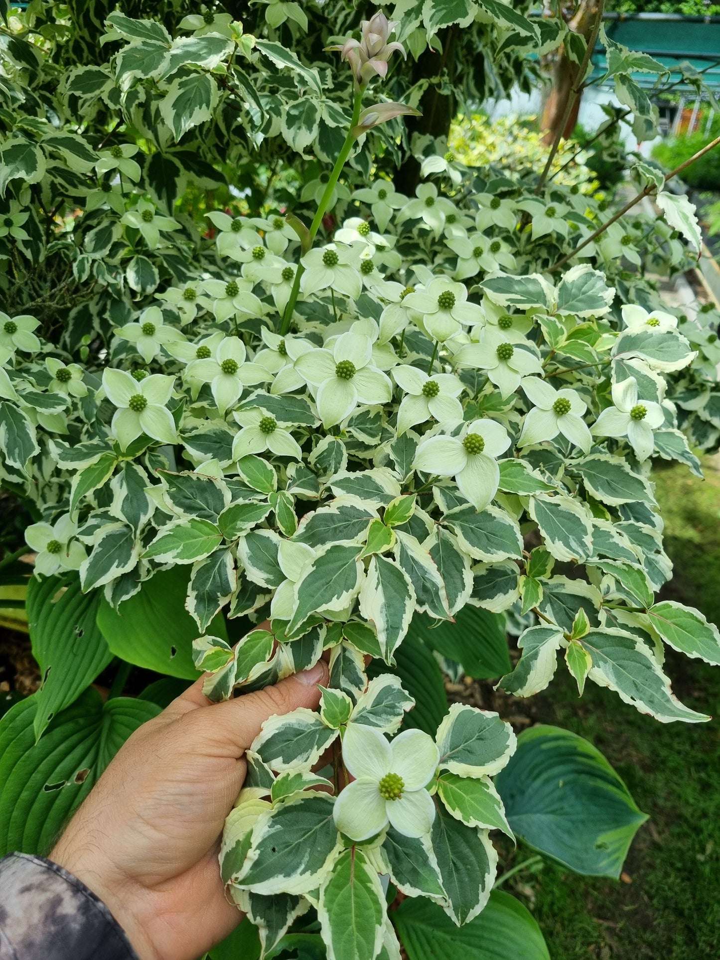 Cornus kousa 'Melanie' absolute Rarität! extrem selten - Vorbestellung 25-50 cm