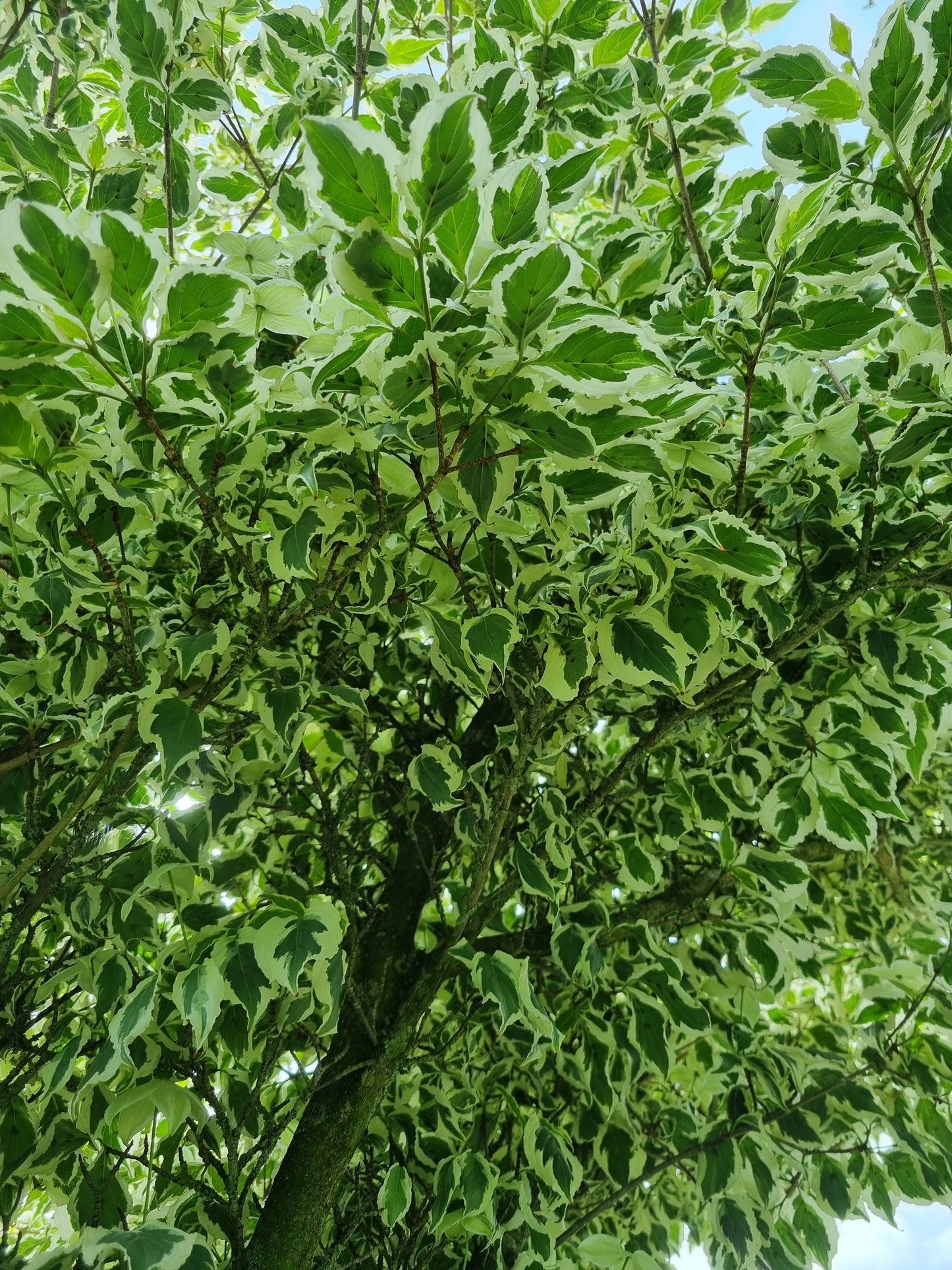 Cornus kousa 'Melanie' absolute Rarität! extrem selten - Vorbestellung 25-50 cm