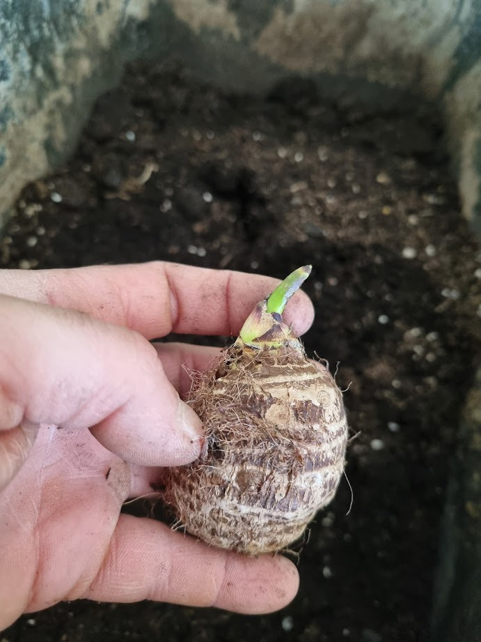 Taro feuilles géantes jusqu'à 2,50 m Colocasia esculenta rhizome / tubercule germé Rareté Plante d'intérieur | Monstera | Palmier | Olivier | Bananier | Plante Rare | Urban Jungle Alocasia