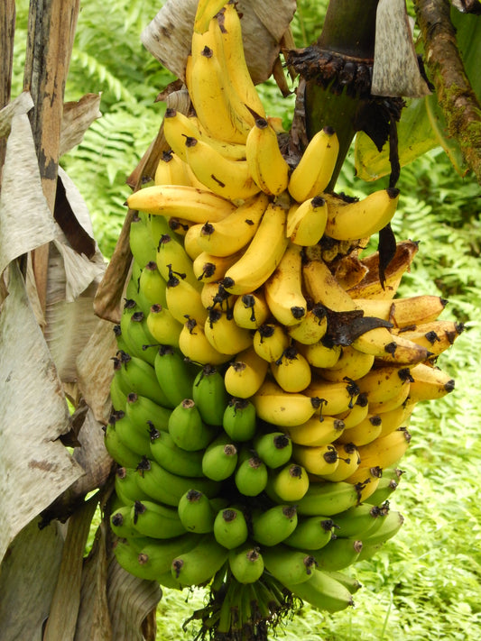 Zwergbanane Bananenpflanze Musa acuminata 'Dwarf Cavendish'