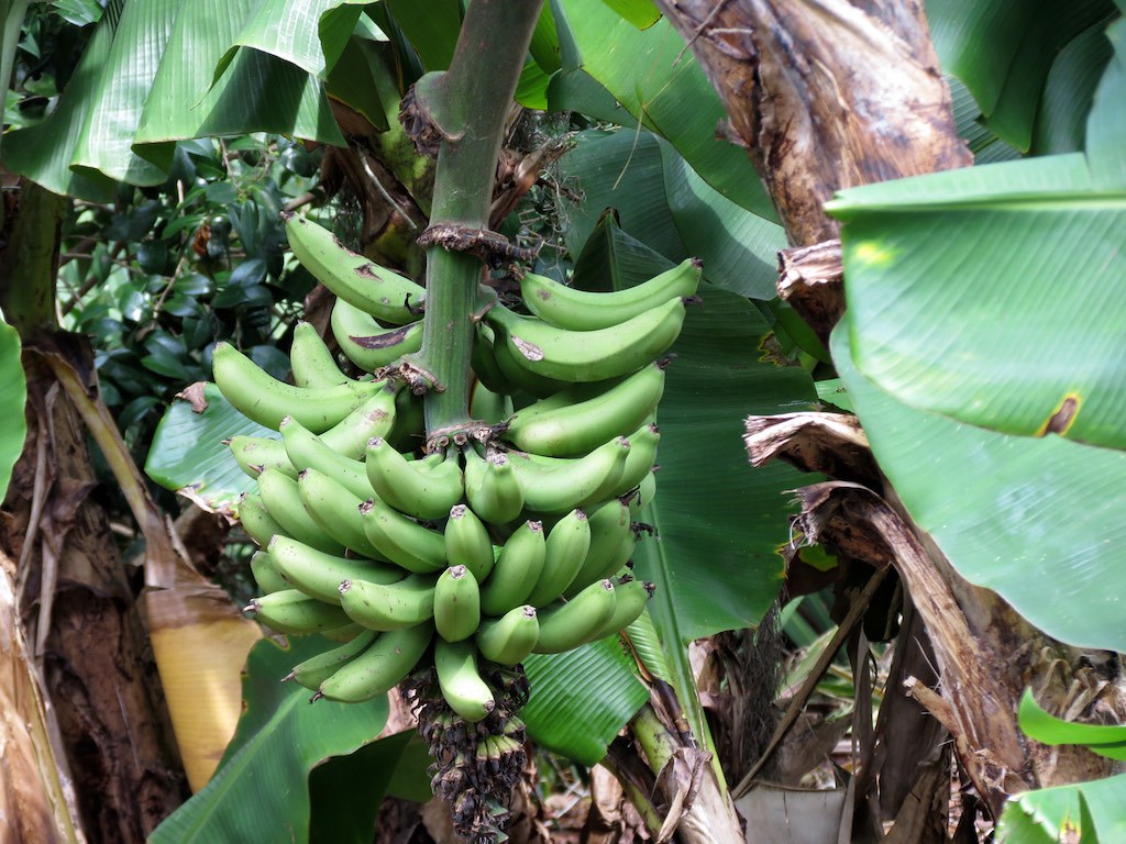 Zwergbanane Bananenpflanze Musa acuminata 'Dwarf Cavendish'