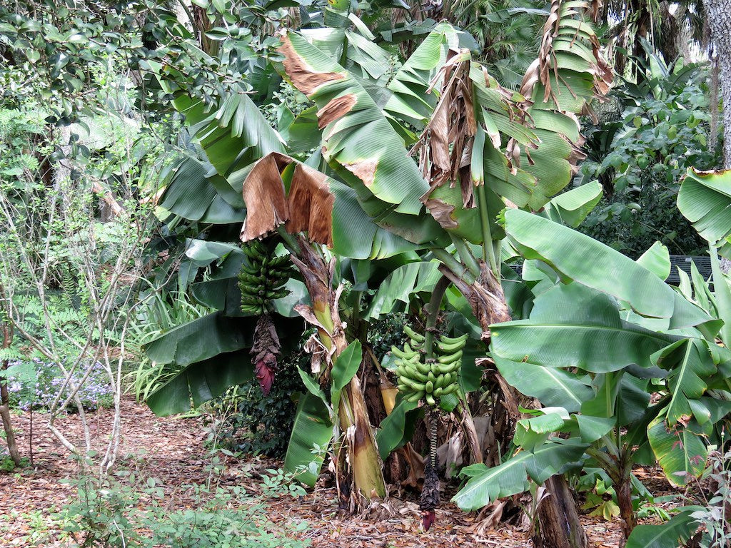 Zwergbanane Bananenpflanze Musa acuminata 'Dwarf Cavendish'