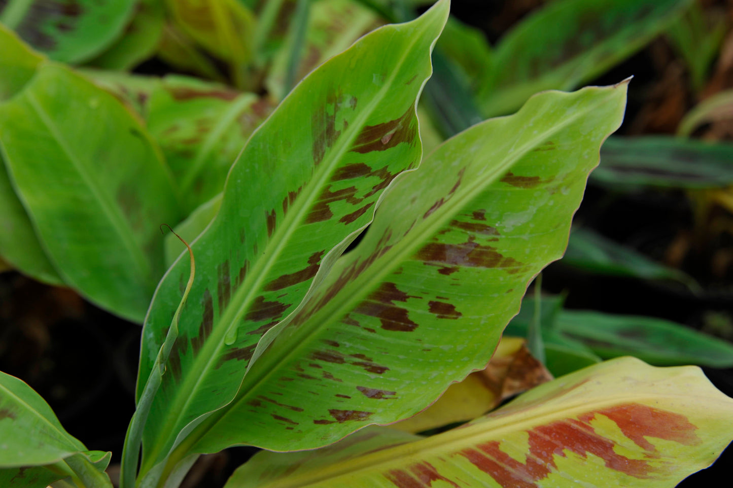 Zwergbanane Bananenpflanze Musa acuminata 'Dwarf Cavendish'
