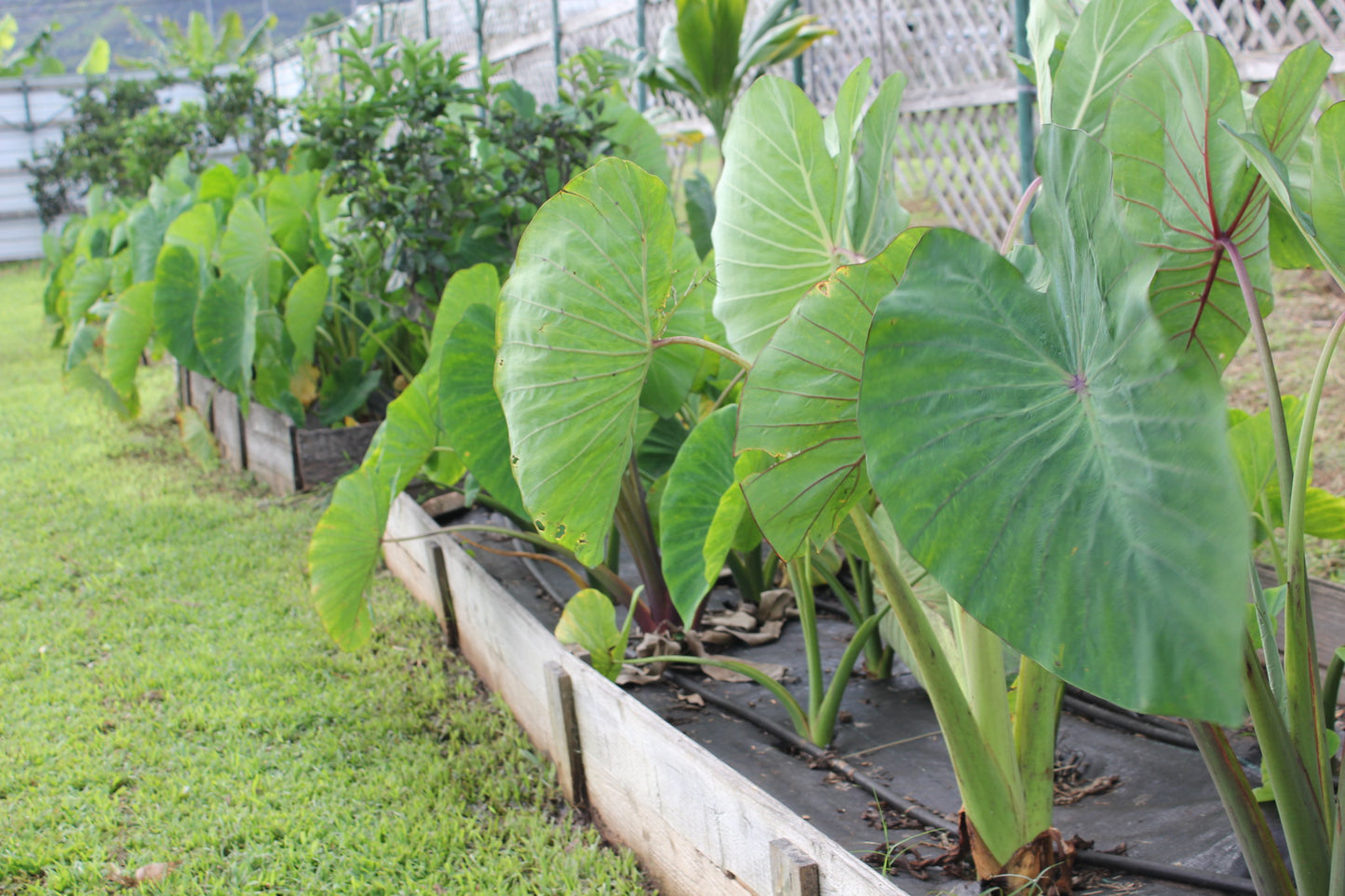 Taro riesige Blätter bis 2,50 m Colocasia esculenta gekeimtes Rhizom / Knolle Rarität Zimmerpflanze | Monstera | Palme | Olive | Banane | Rare Plant | Urban Jungle Alocasia (Kopie)