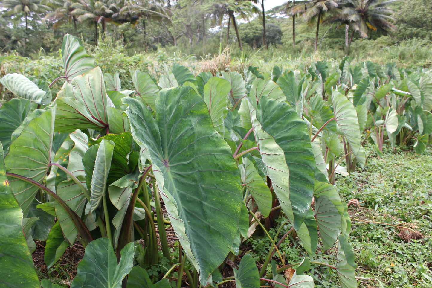 Taro riesige Blätter bis 2,50 m Colocasia esculenta gekeimtes Rhizom / Knolle Rarität Zimmerpflanze | Monstera | Palme | Olive | Banane | Rare Plant | Urban Jungle Alocasia (Kopie)