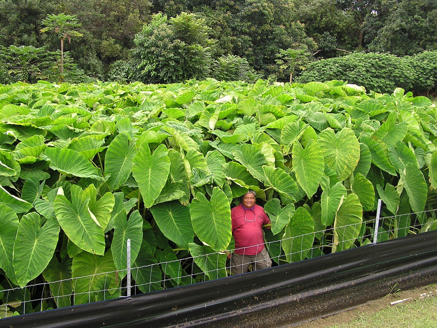 Taro riesige Blätter bis 2,50 m Colocasia esculenta gekeimtes Rhizom / Knolle Rarität Zimmerpflanze | Monstera | Palme | Olive | Banane | Rare Plant | Urban Jungle Alocasia (Kopie)