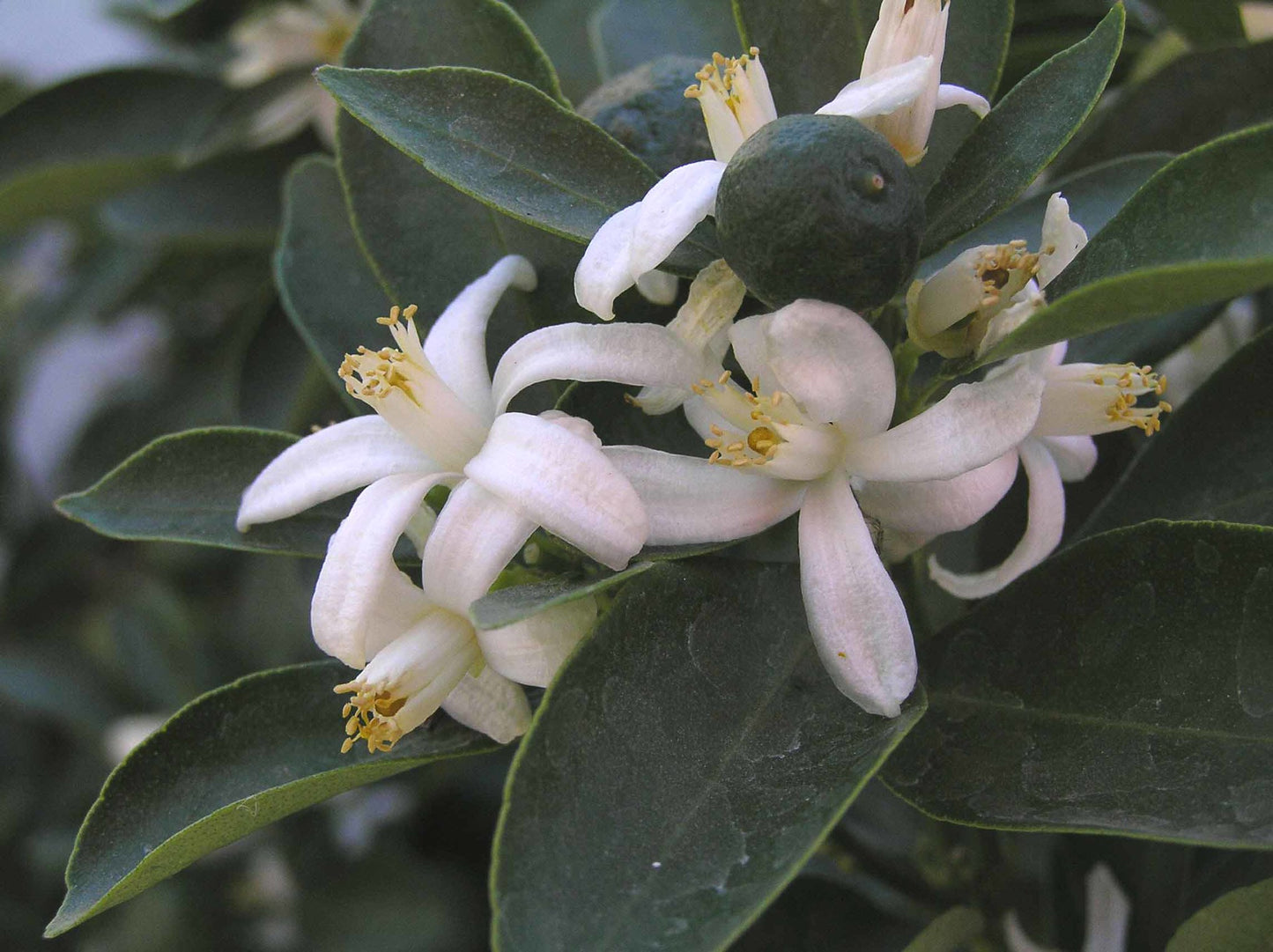 Calamondinorange Citrus mitis +100 cm