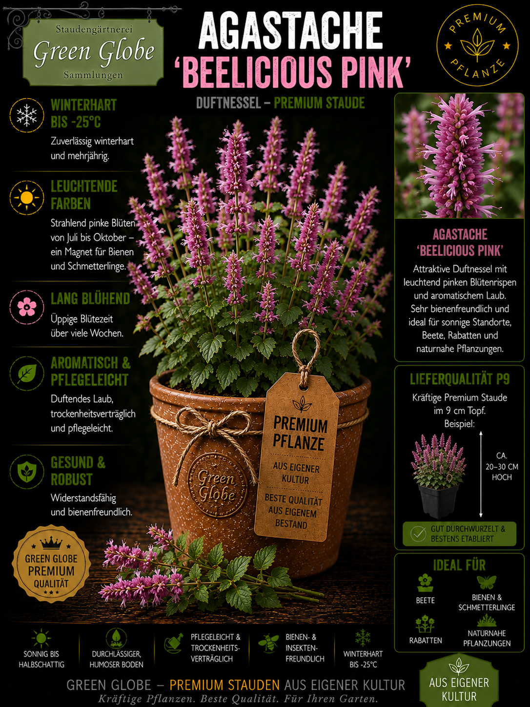 Agastache 'Beelicious Pink' – Rarität | Duftnessel | Winterhart | Bienen- & Schmetterlingsmagnet | Premium P9