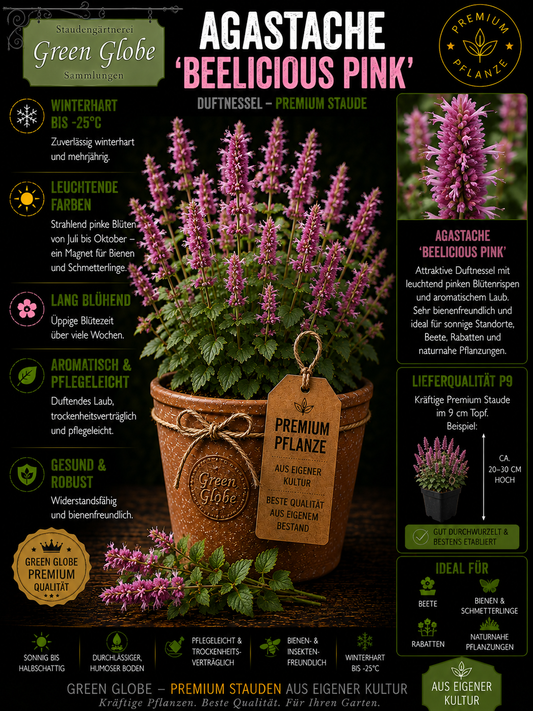 Agastache 'Beelicious Pink' – Rarität | Duftnessel | Winterhart | Bienen- & Schmetterlingsmagnet | Premium P9