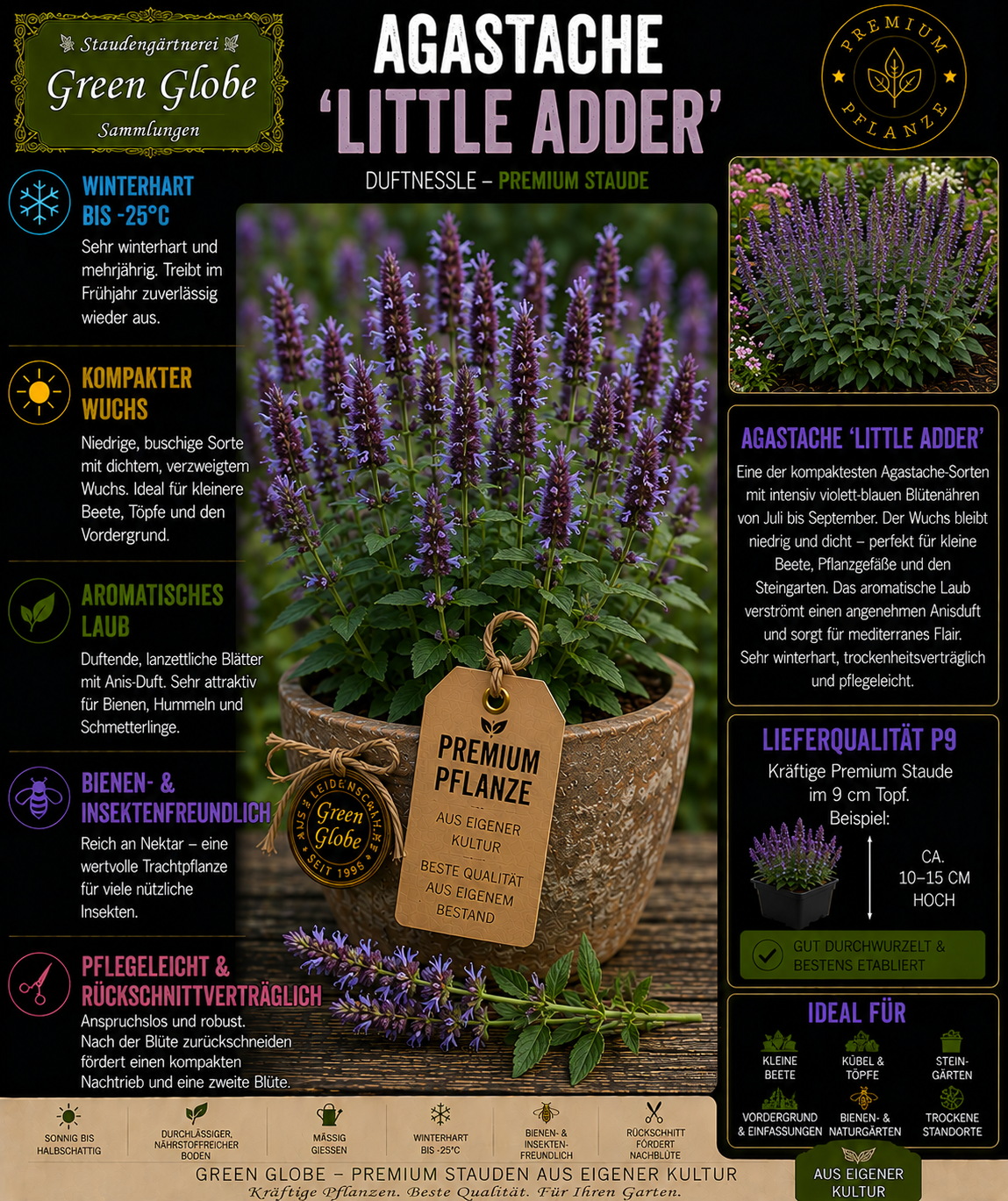 Agastache 'Little Adder' – Rarität | Duftnessel | Violettblaue Blüten | Winterhart | Bienen- & Schmetterlingsmagnet | Premium P9