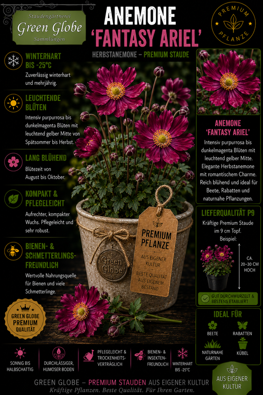 Anemone 'Fantasy Ariel' – Rarität | Herbst-Anemone | Winterhart | Lange Blüte | Bienenfreundlich | Premium P9