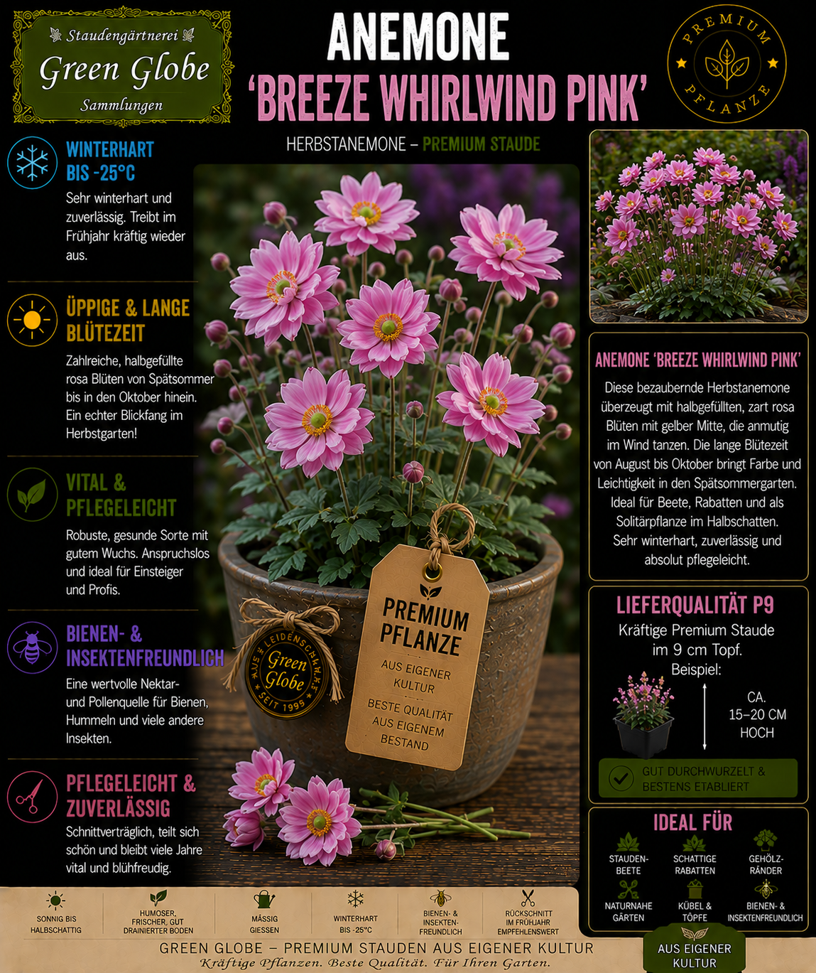 Anemone 'Breeze Whirlwind Pink' – Rarität | Herbst-Anemone | Rosa Blüten | Winterhart | Bienenfreundlich | Premium P9