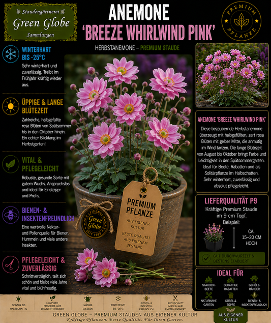 Anemone 'Breeze Whirlwind Pink' – Rarität | Herbst-Anemone | Rosa Blüten | Winterhart | Bienenfreundlich | Premium P9