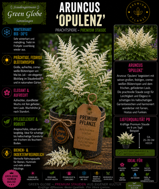 Aruncus 'Opulenz' – Rarität | Wald-Geißbart | Prächtige cremeweiße Blütenrispen | Winterhart | Bienenfreundlich | Premium P9