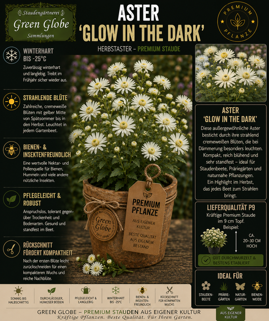 Aster 'Glow in the Dark' – Rarität | Herbstaster | Leuchtende Blüten | Winterhart | Bienenfreundlich | Premium P9