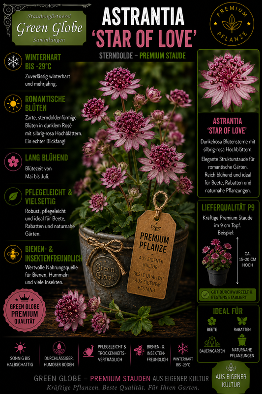 Astrantia 'Star of Love' – Rarität | Sterndolde | Winterhart | Lange Blüte | Bienenfreundlich | Premium P9