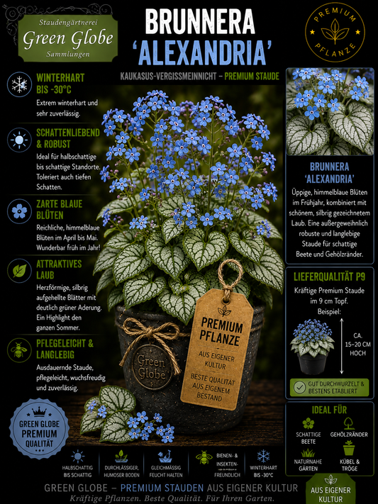 Brunnera 'Alexandria' – Rarität | Kaukasus-Vergissmeinnicht | Silberlaub | Winterhart | Premium P9