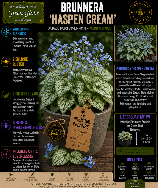 Brunnera 'Haspen Cream' – Rarität | Kaukasus-Vergissmeinnicht | Panaschiertes Laub | Winterhart | Premium P9